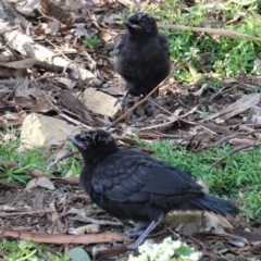 Corcorax melanorhamphos at Hughes, ACT - 2 Sep 2020 02:34 PM