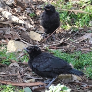 Corcorax melanorhamphos at Hughes, ACT - 2 Sep 2020 02:34 PM