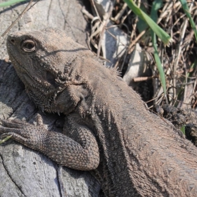 Pogona barbata (Eastern Bearded Dragon) at Red Hill Nature Reserve - 2 Sep 2020 by JackyF