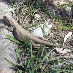 Pogona barbata at Hughes, ACT - suppressed