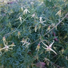 Clematis leptophylla (Small-leaf Clematis, Old Man's Beard) at Red Hill Nature Reserve - 2 Sep 2020 by JackyF