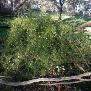 Clematis leptophylla at Deakin, ACT - 2 Sep 2020