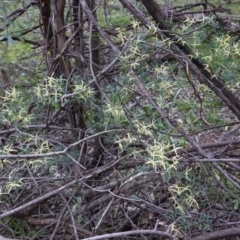 Clematis leptophylla (Small-leaf Clematis, Old Man's Beard) at Deakin, ACT - 2 Sep 2020 by JackyF