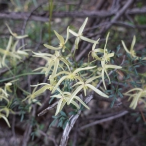 Clematis leptophylla at Deakin, ACT - 2 Sep 2020