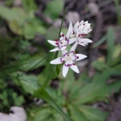 Wurmbea dioica subsp. dioica (Early Nancy) at Deakin, ACT - 1 Sep 2020 by JackyF