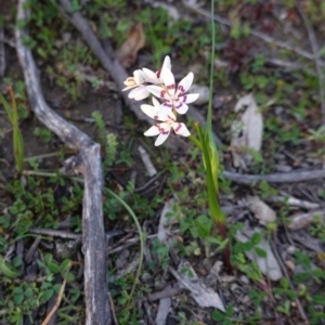 Wurmbea dioica subsp. dioica at Deakin, ACT - 1 Sep 2020