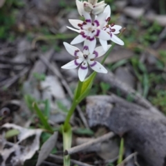 Wurmbea dioica subsp. dioica at Deakin, ACT - 1 Sep 2020