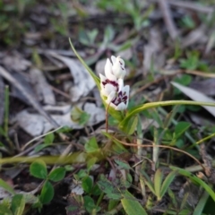 Wurmbea dioica subsp. dioica at Deakin, ACT - 1 Sep 2020