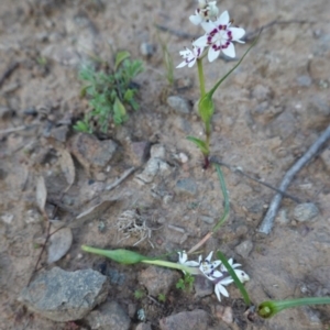 Wurmbea dioica subsp. dioica at Deakin, ACT - 1 Sep 2020