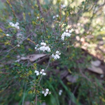 Cryptandra amara (Bitter Cryptandra) at Deakin, ACT - 1 Sep 2020 by JackyF