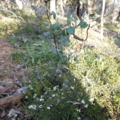 Cryptandra amara at Deakin, ACT - 1 Sep 2020