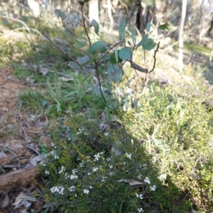 Cryptandra amara at Deakin, ACT - 1 Sep 2020