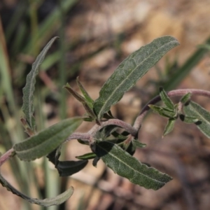 Billardiera scandens at Gundaroo, NSW - 2 Sep 2020