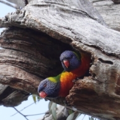 Trichoglossus moluccanus (Rainbow Lorikeet) at GG101 - 1 Sep 2020 by JackyF