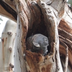 Callocephalon fimbriatum (Gang-gang Cockatoo) at GG102 - 2 Sep 2020 by JackyF