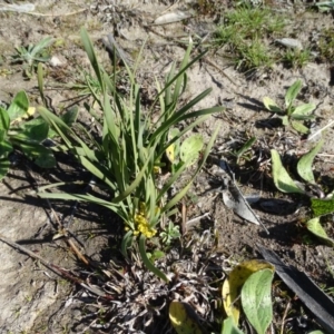 Lomandra bracteata at O'Malley, ACT - 1 Sep 2020