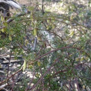 Clematis leptophylla at Hughes, ACT - 1 Sep 2020