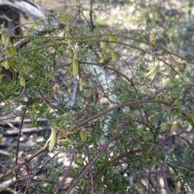 Clematis leptophylla (Small-leaf Clematis, Old Man's Beard) at Red Hill Nature Reserve - 1 Sep 2020 by JackyF