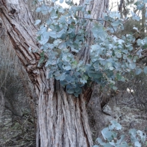 Eucalyptus cinerea at Symonston, ACT - 2 Sep 2020