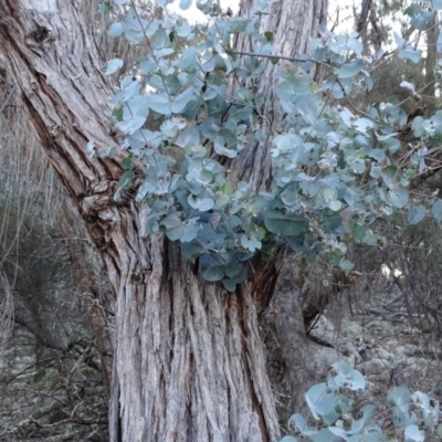 Eucalyptus cinerea (Argyle Apple) at Mount Mugga Mugga - 2 Sep 2020 by Mike