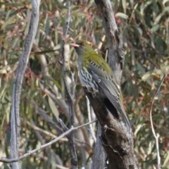 Oriolus sagittatus (Olive-backed Oriole) at Red Hill Nature Reserve - 1 Sep 2020 by JackyF