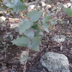 Eucalyptus bridgesiana (Apple Box) at Mount Mugga Mugga - 2 Sep 2020 by Mike