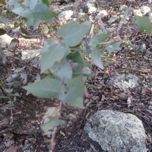 Eucalyptus bridgesiana at Red Hill, ACT - 2 Sep 2020 04:17 PM