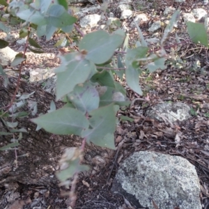 Eucalyptus bridgesiana at Red Hill, ACT - 2 Sep 2020