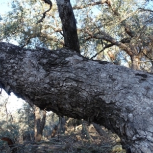 Eucalyptus bridgesiana at Red Hill, ACT - 2 Sep 2020 04:17 PM