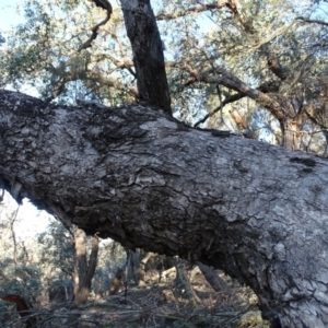 Eucalyptus bridgesiana at Red Hill, ACT - 2 Sep 2020