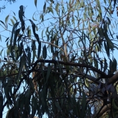 Eucalyptus bridgesiana at Red Hill, ACT - 2 Sep 2020