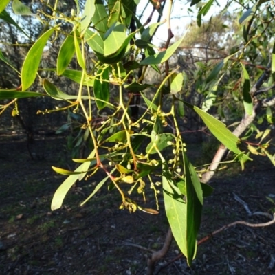 Acacia pycnantha (Golden Wattle) at Mount Mugga Mugga - 2 Sep 2020 by Mike