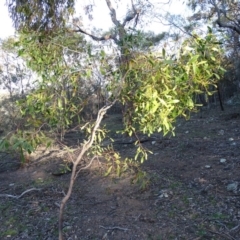 Acacia pycnantha at Red Hill, ACT - 2 Sep 2020
