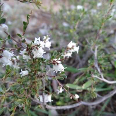 Cryptandra amara (Bitter Cryptandra) at Symonston, ACT - 2 Sep 2020 by Mike