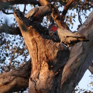 Callocephalon fimbriatum at Deakin, ACT - 1 Sep 2020