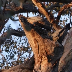 Callocephalon fimbriatum at Deakin, ACT - suppressed