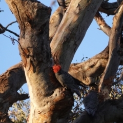 Callocephalon fimbriatum at Deakin, ACT - suppressed