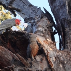 Callocephalon fimbriatum (Gang-gang Cockatoo) at Red Hill Nature Reserve - 1 Sep 2020 by JackyF