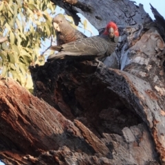 Callocephalon fimbriatum at Deakin, ACT - suppressed