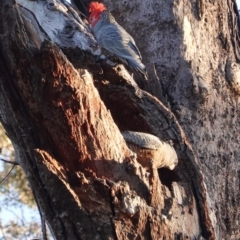 Callocephalon fimbriatum at Deakin, ACT - suppressed