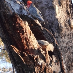 Callocephalon fimbriatum at Deakin, ACT - 1 Sep 2020