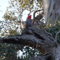 Callocephalon fimbriatum (Gang-gang Cockatoo) at GG44 - 1 Sep 2020 by JackyF