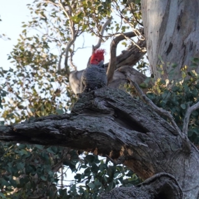 Callocephalon fimbriatum (Gang-gang Cockatoo) at Red Hill Nature Reserve - 1 Sep 2020 by JackyF