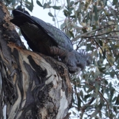 Callocephalon fimbriatum at Deakin, ACT - suppressed