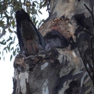 Callocephalon fimbriatum at Deakin, ACT - 1 Sep 2020