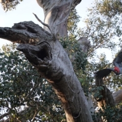 Callocephalon fimbriatum at Deakin, ACT - suppressed