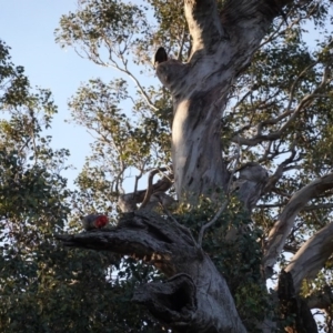 Callocephalon fimbriatum at Deakin, ACT - 1 Sep 2020