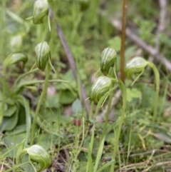 Pterostylis nutans (Nodding Greenhood) at Wee Jasper, NSW - 2 Sep 2020 by JudithRoach