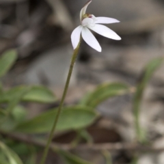 Caladenia fuscata (Dusky Fingers) at Wee Jasper, NSW - 2 Sep 2020 by JudithRoach