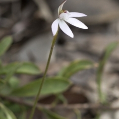 Caladenia fuscata (Dusky Fingers) at Wee Jasper Nature Reserve - 2 Sep 2020 by JudithRoach